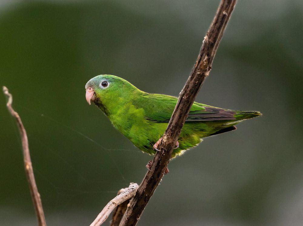 5 Fakta Burung Parrotlet, Memiliki Paruh Kecil yang Sangat Kuat
