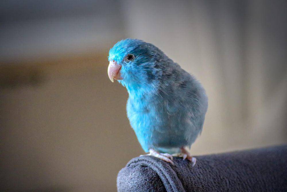 Burung parrotlet (pixabay.com/klickblick)