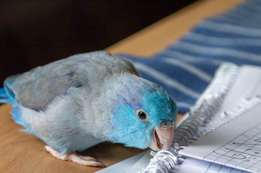 Burung parrotlet (pixabay.com/klickblick)