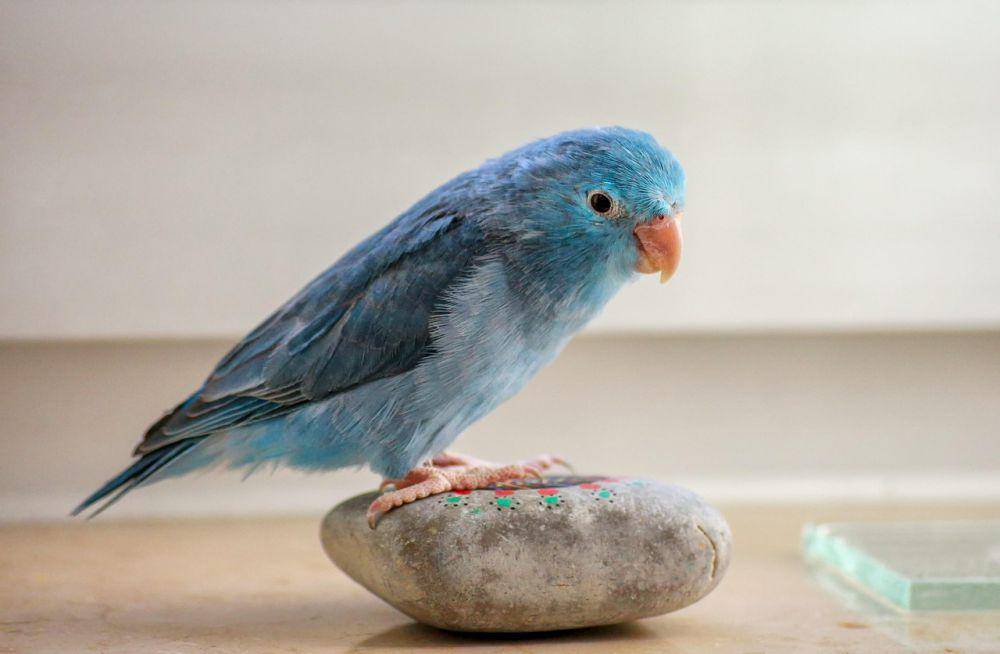 Burung parrotlet (pixabay.com/klickblick)