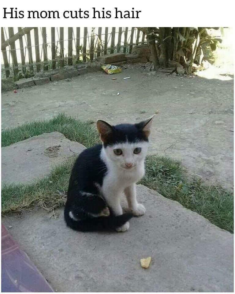 meme kucing tentang model rambut (reddit.com/user/farhan7272)