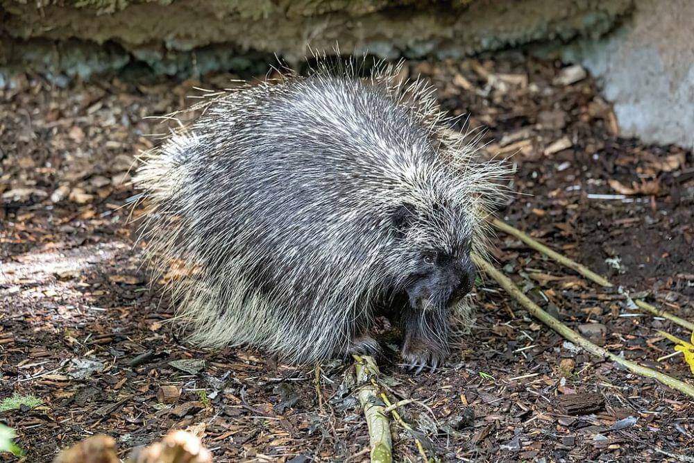 Landak (commons.wikimedia.org/Mrkoww)