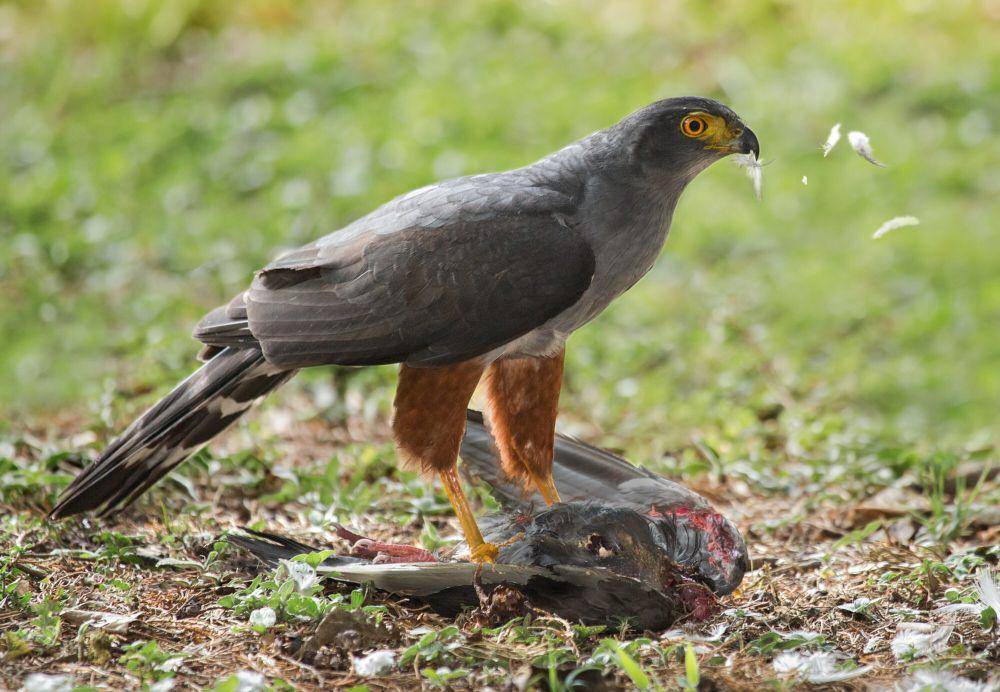 4 Fakta Bicolored Hawk, Diduga Mengikuti Kawanan Monyet saat Berburu