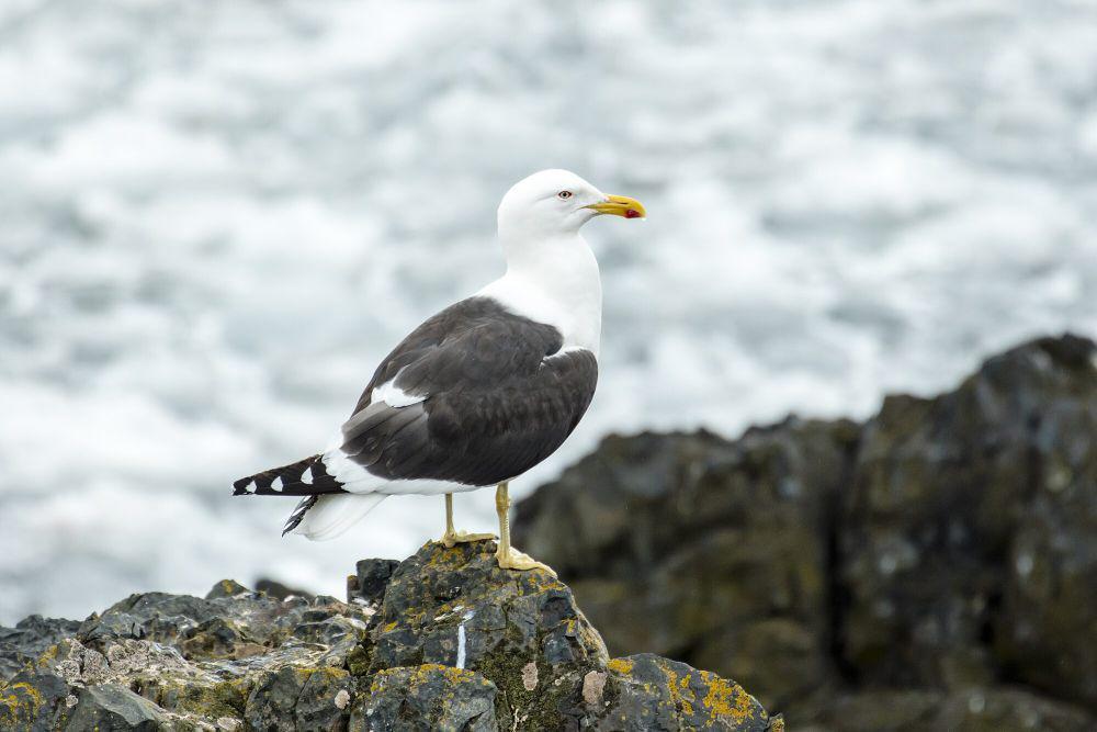 4 Fakta Menarik Kelp Gull, si Oportunis yang Sangat Pemberani!