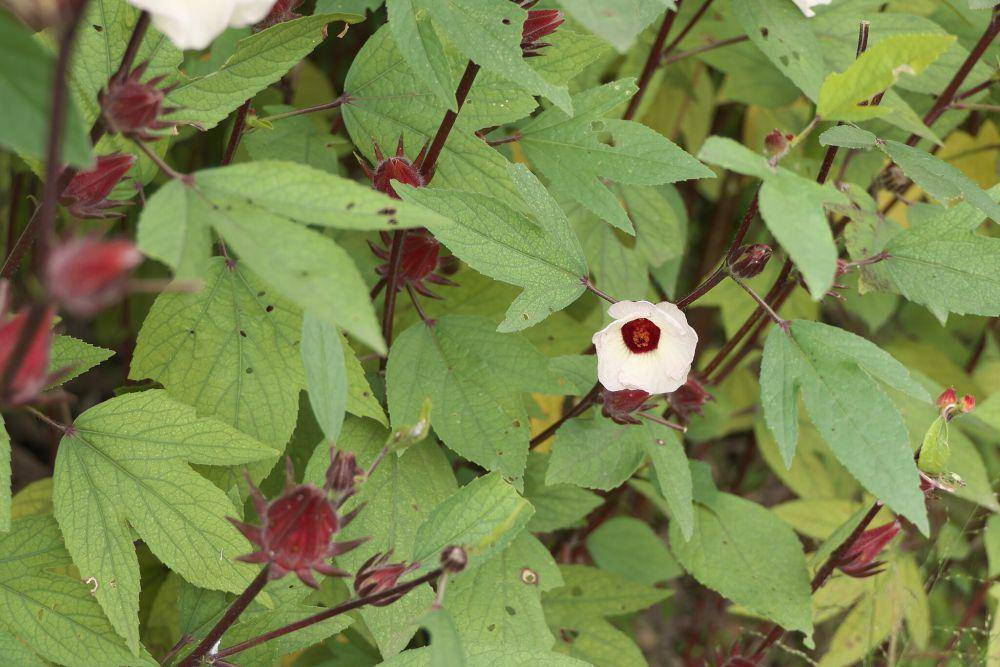 Rosela (commons.wikimedia.org/Dinesh Valke)