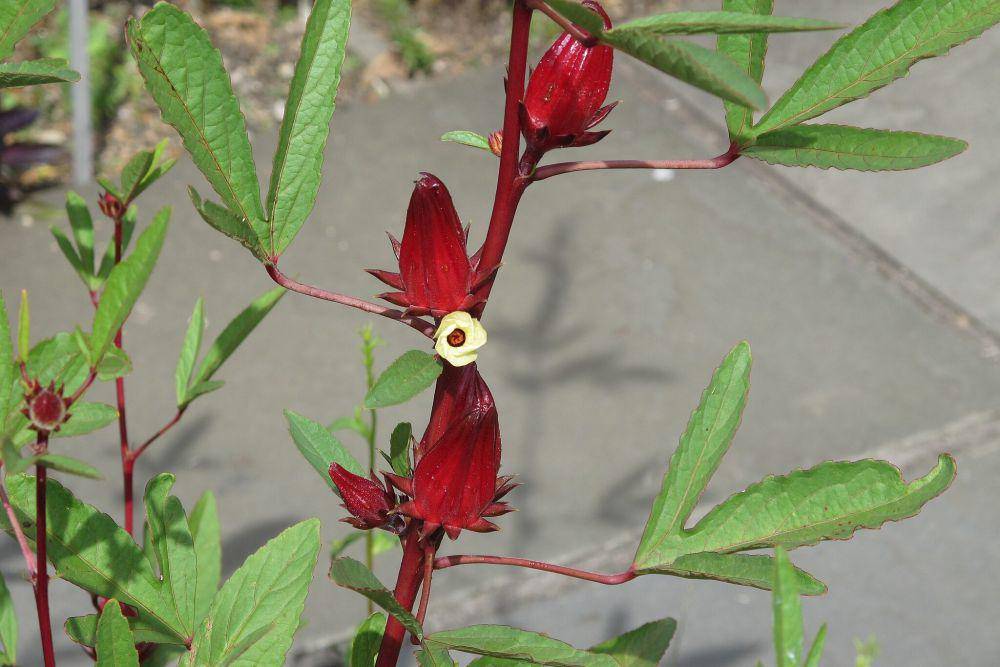 Rosela (commons.wikimedia.org/Invertzoo)