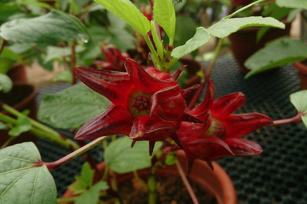 Rosela (commons.wikimedia.org/Mokkie)