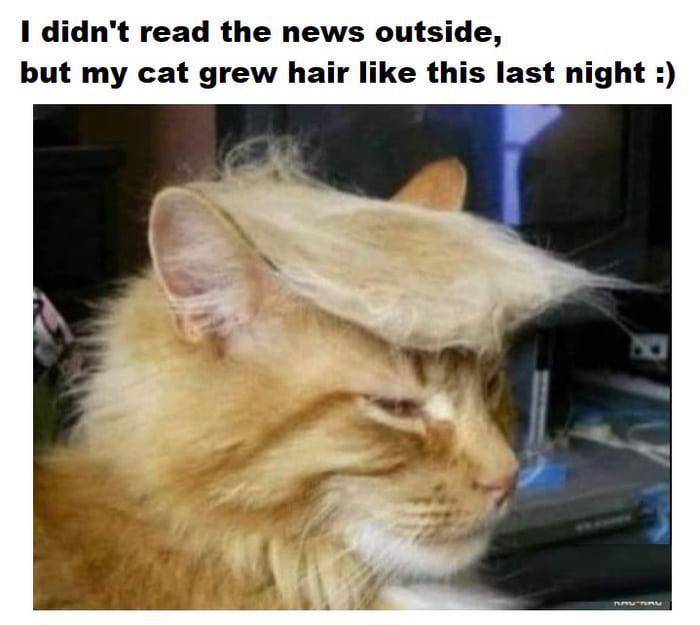 meme kucing tentang model rambut (reddit.com/user/erinitaly)
