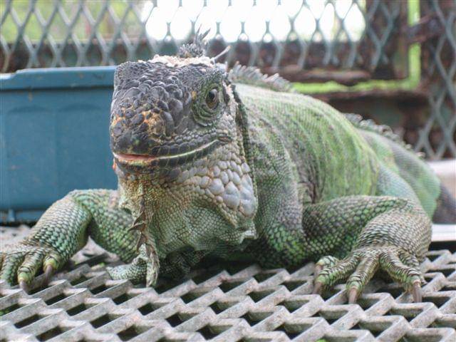 Iguana hijau (commons.wikimedia.org/Kenzi)