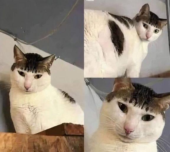 meme kucing tentang model rambut (reddit.com/user/TaliaIrrisse)