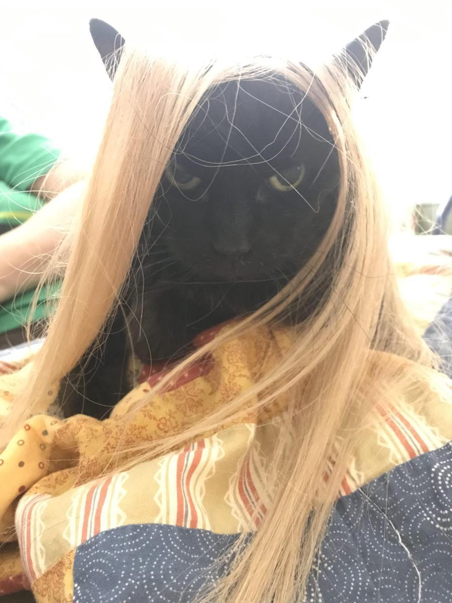 meme kucing tentang model rambut (reddit.com/r/Catmemes)