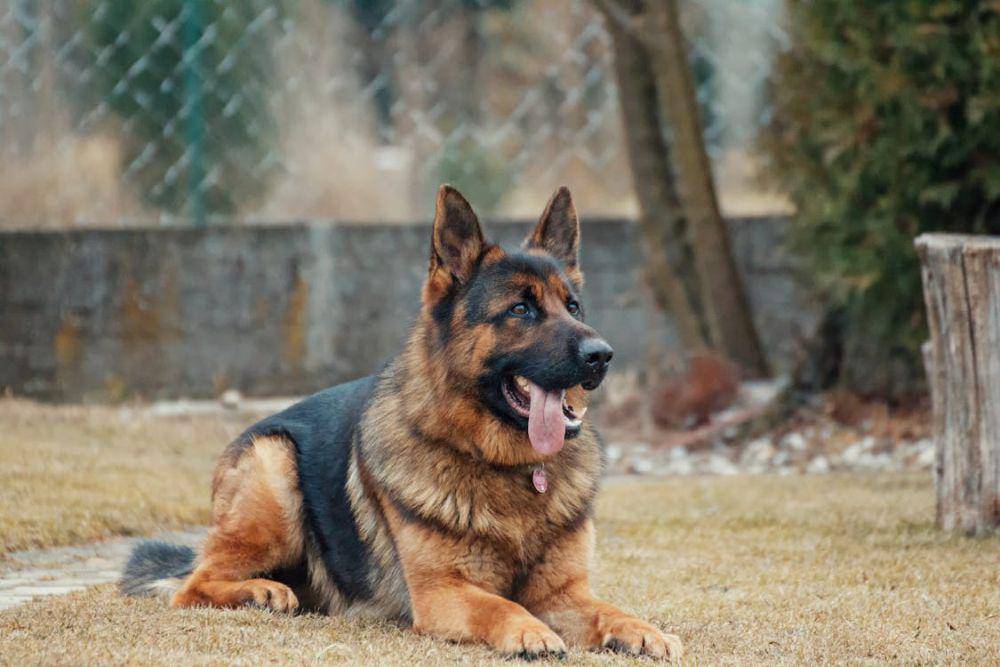 Anjing german shepherd (pexels.com/Summer Stock)