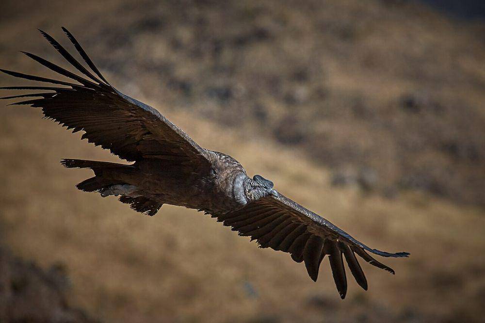 Condor (commons.wikimedia.org/Pedro Szekely)