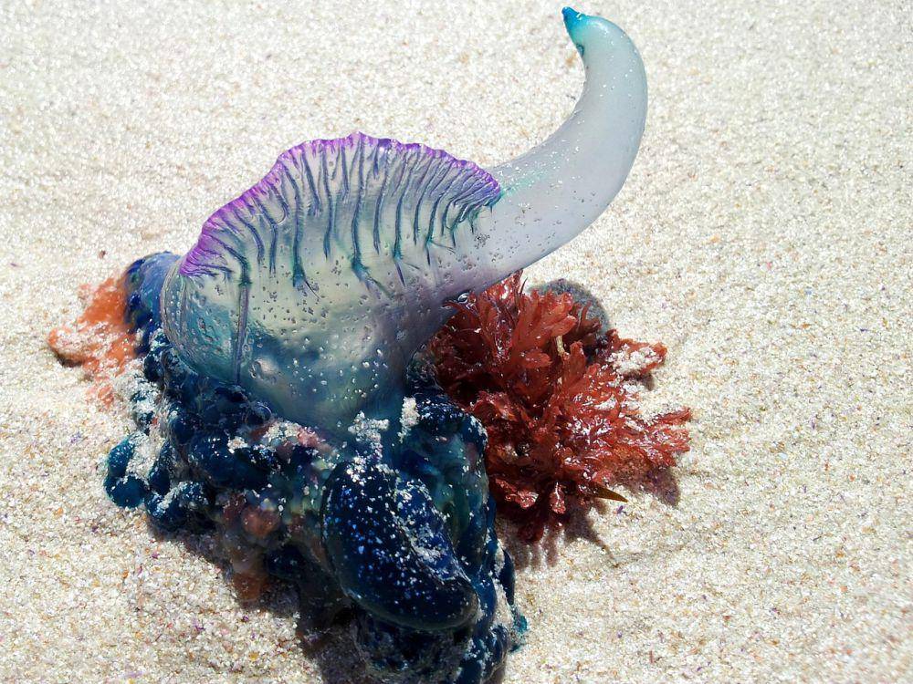 Portuguese Man o'War (pixabay.com/Leeshypooh)