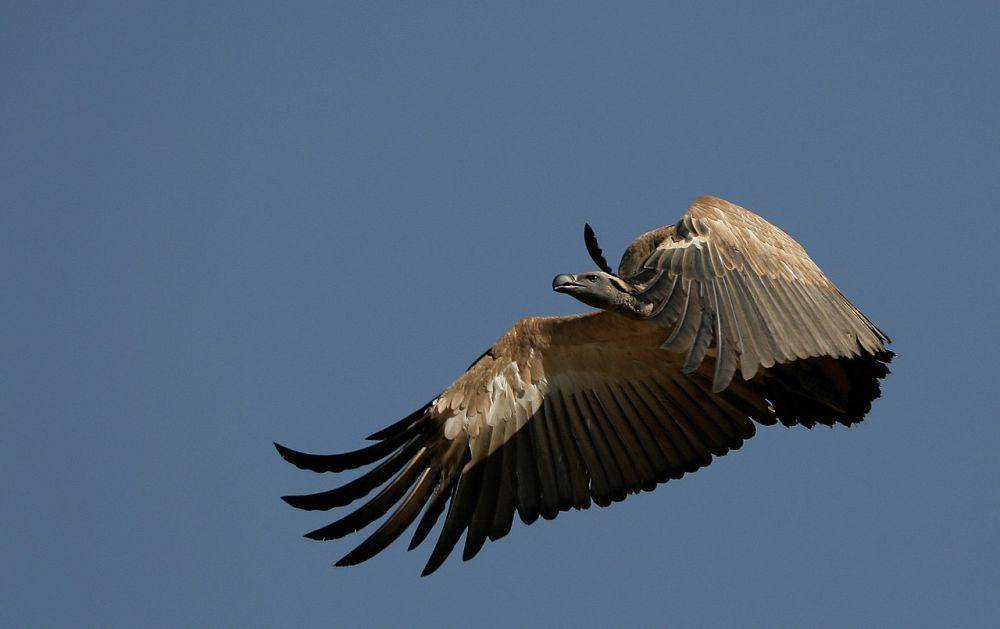 Vulture (commons.wikimedia.org/NJR ZA)