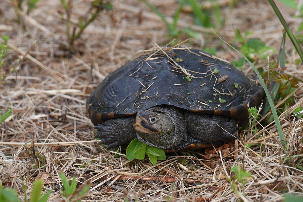 5 Fakta Unik Diamonback Terrapin, Bisa Hidup di Sungai dan Laut!