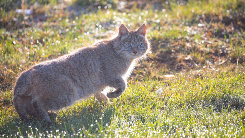 Kucing gunung cina (inaturalist.org/Mengshuai Ge)