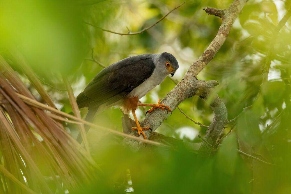 bicolored hawk (inaturalist.org/Thibaud Aronson)