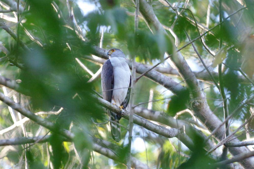 bicolored hawk (inaturalist.org/Thibaud Aronson)