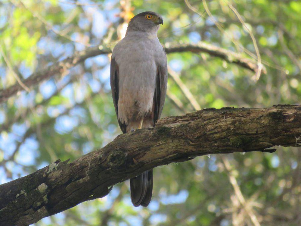 bicolored hawk (inaturalist.org/Diego Carus)