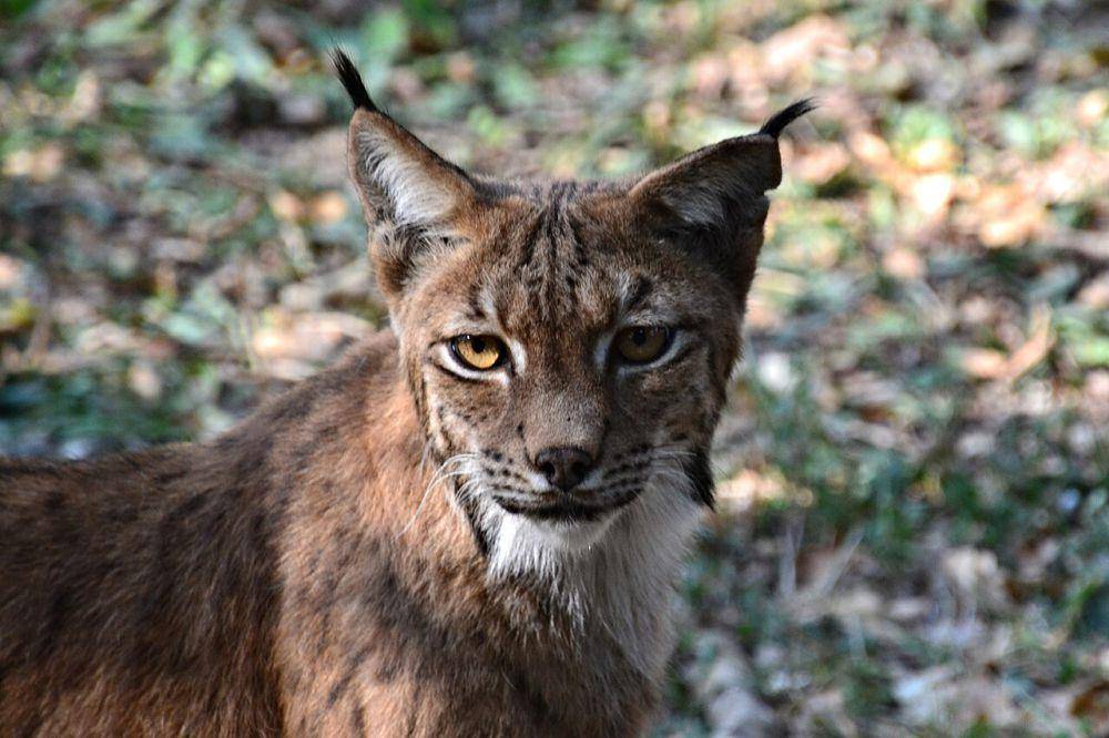 Lynx (commons.wikimedia.org/Jeanne Menjoulet)