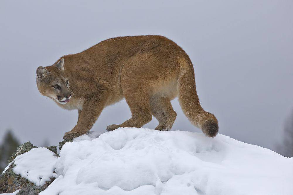 Puma, salah satu kucing luar yang hidup di pegunungan (commons.wikimedia.org/Elaine R. Wilson)
