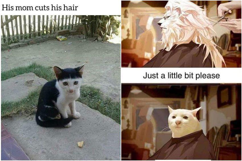kolase meme kucing tentang model rambut (reddit.com/user/farhan7272 | reddit.com/user/Filipino-Asker)