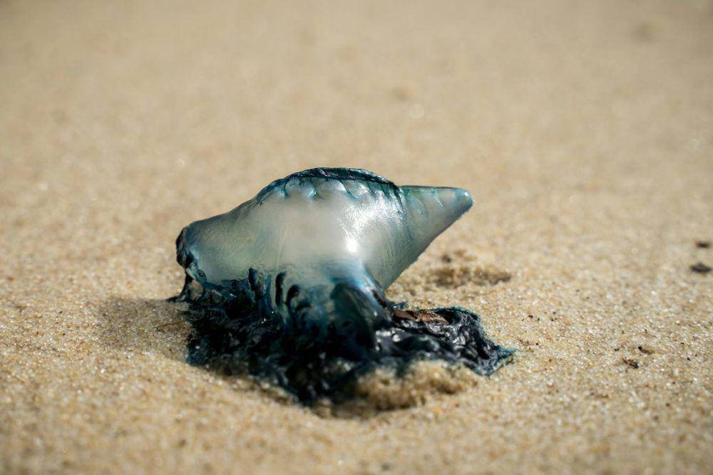 Portuguese Man o'War (pexels.com/Gilberto Olimpio)