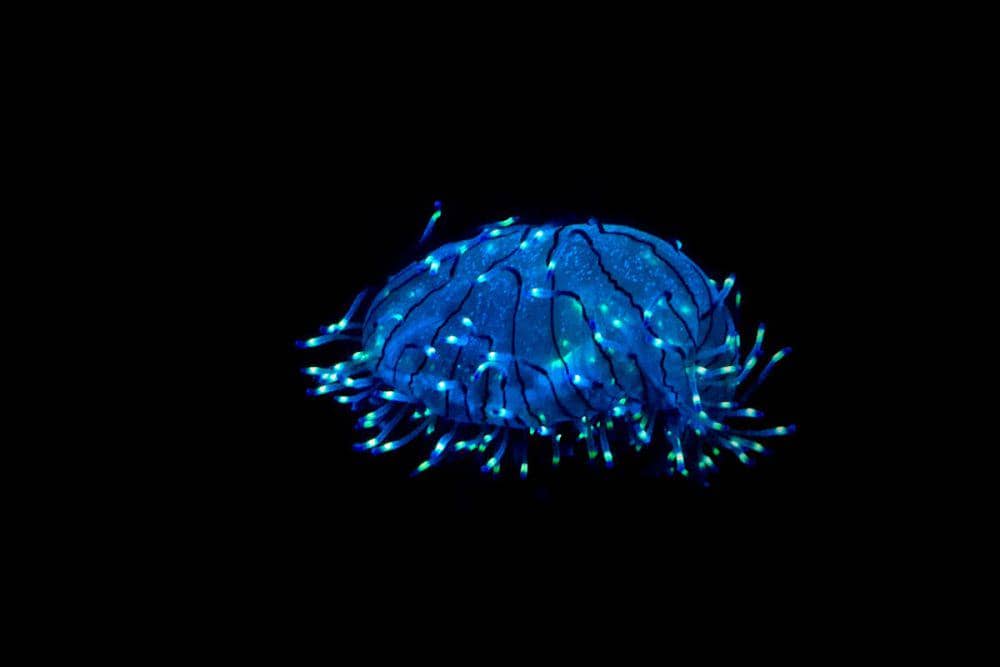 [QUIZ] Dari Jenis Habitat Laut Pilihanmu, Ini Caramu Menghadapi Ketidakpastian