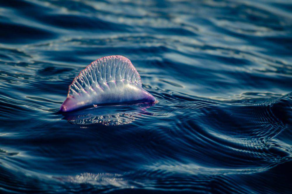 Portuguese Man o'War (pexels.com/lux werk)