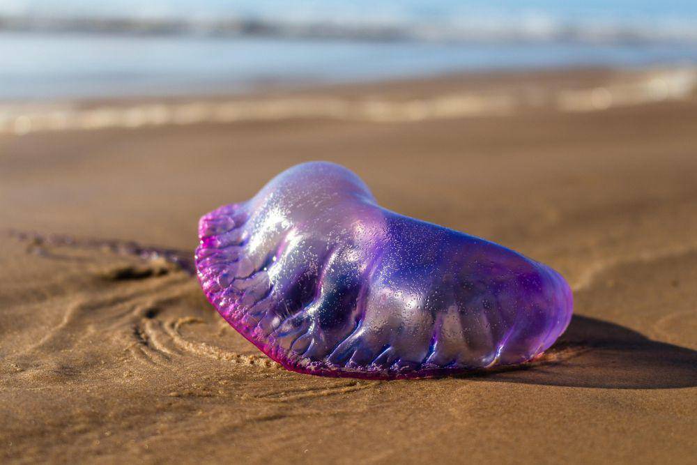 Portuguese Man o'War (pixabay.com/Sergio-sq)