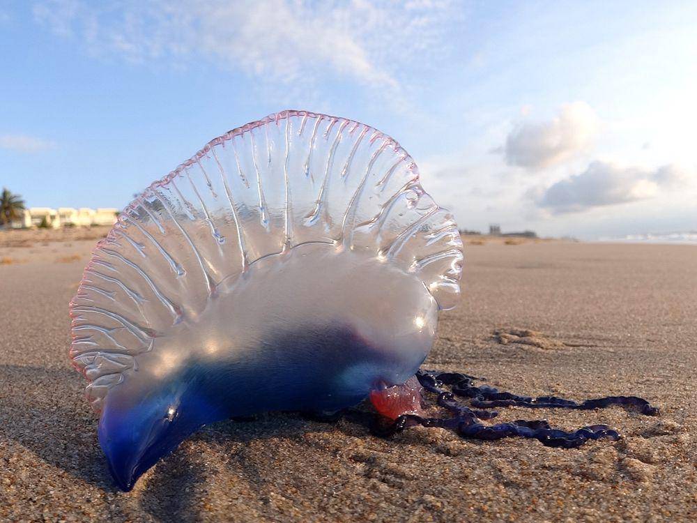 Portuguese Man o'War (commons.wikimedia.org/Volkan Yuksel)