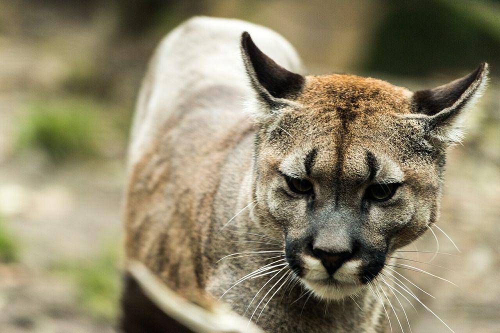 Puma (commons.wikimedia.org/Carlos)