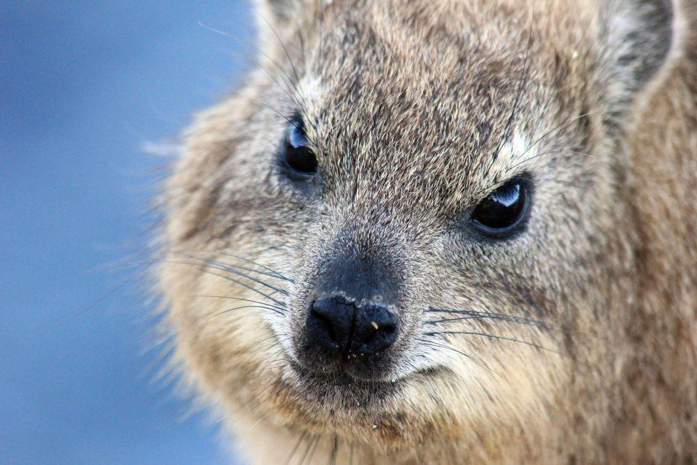 5 Fakta Unik Hyrax Awawa, Kerabat Mungil Gajah yang Viral