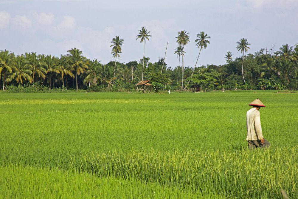 Mentan Ancam Tarik Dana OPLAH 2025 jika Pemda Lamban