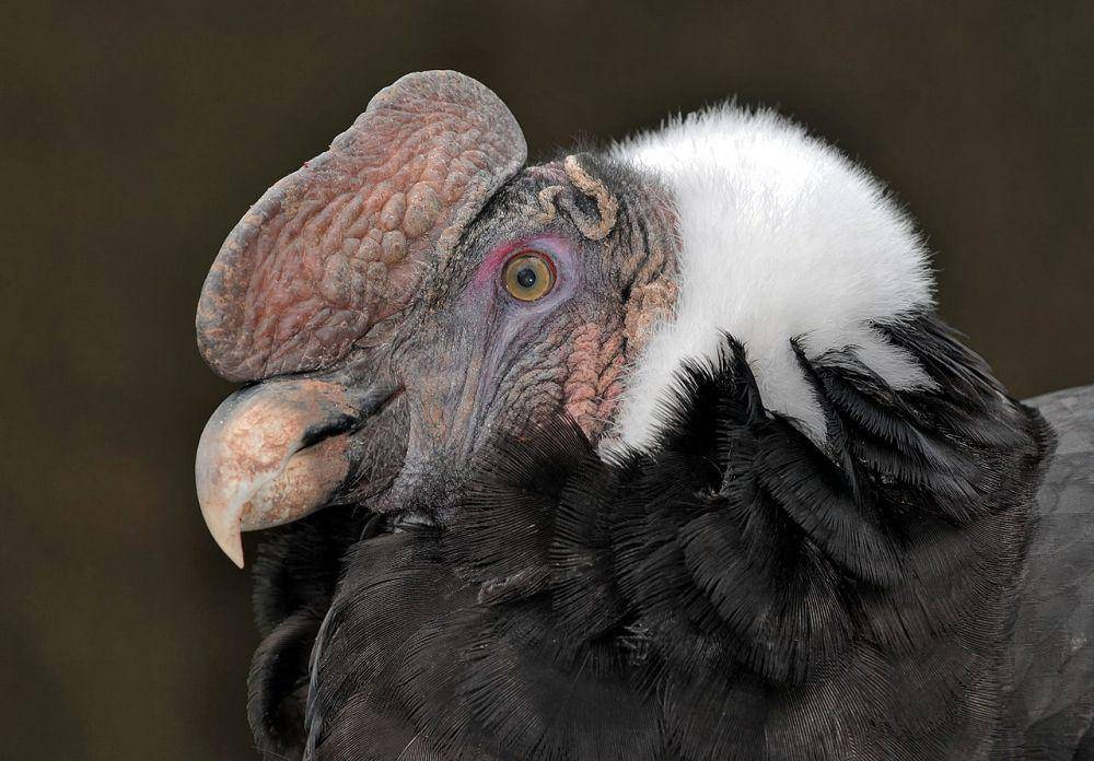 Vulture, salah satu burung pemakan bangkai (commons.wikimedia.org/Michael Gäbler)