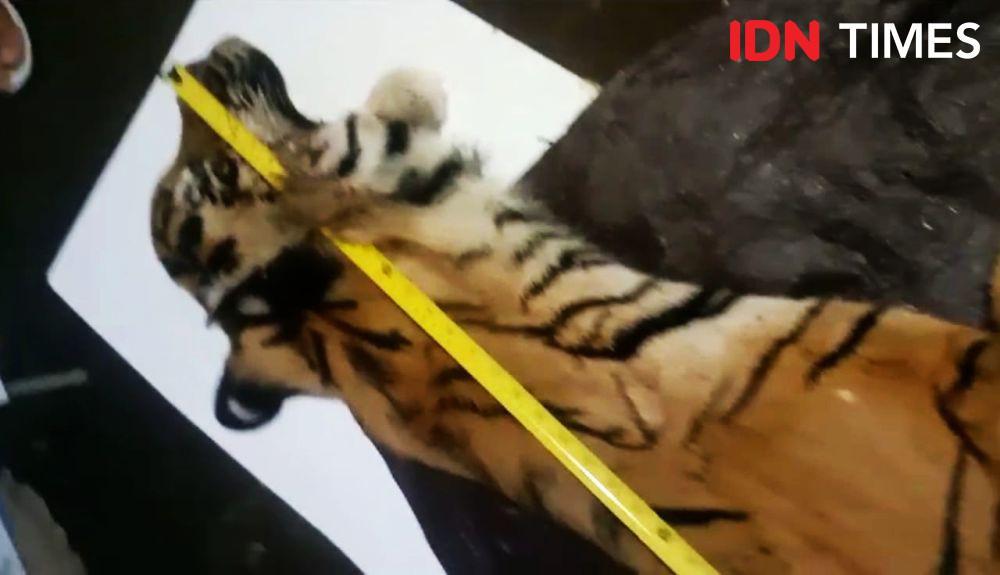 Jual Beli Kulit dan Bagian Tubuh Harimau, Lima Warga Ditangkap Polisi