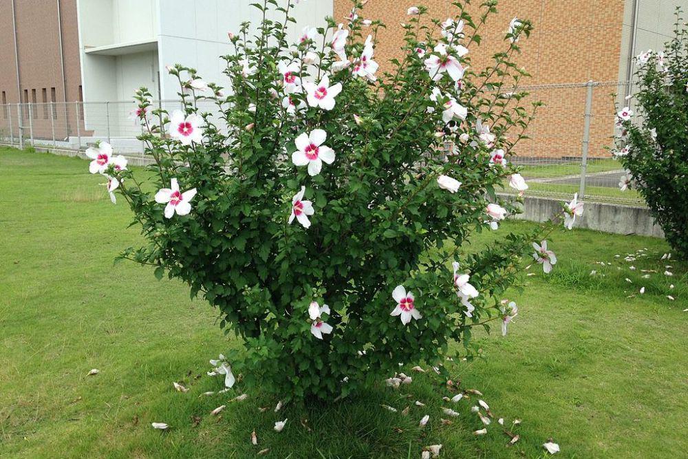 Mawar sharon (commons.wikimedia.org/そらみみ (Soramimi))