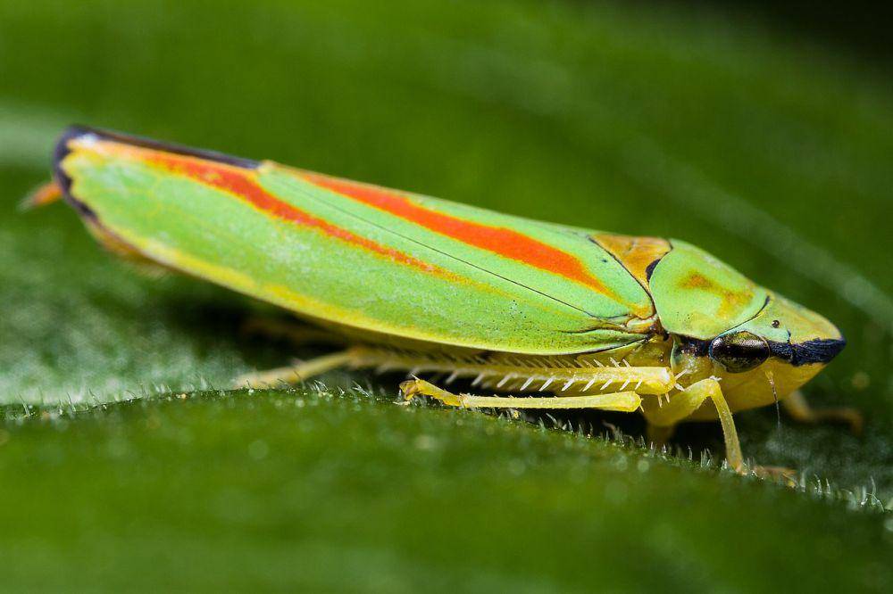 Leafhopper (commons.wikimedia.org/Gido)