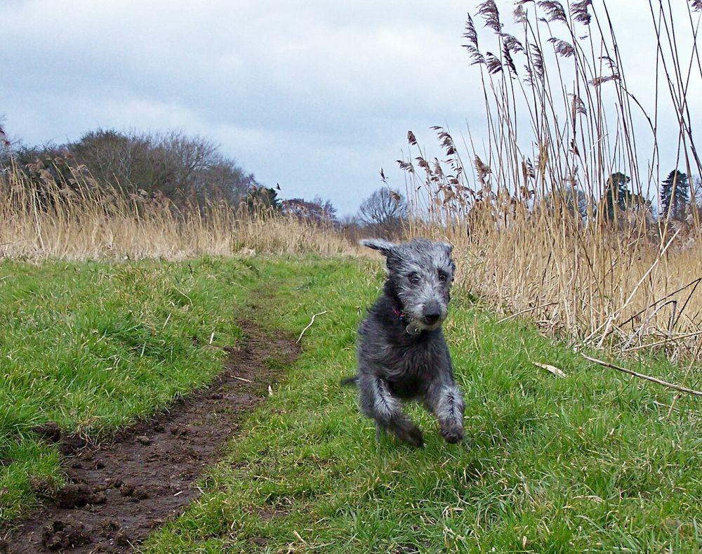 potret Bedlington Terrier sedang berlari (commons.wikimedia.org/Whippetsgalore)