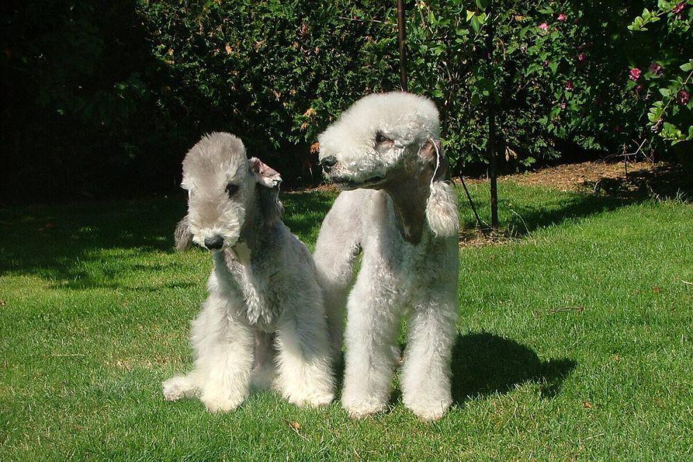 ilustrasi Bedlington Terrier sedang berjemur (commons.wikimedia.org/David Owsiany)
