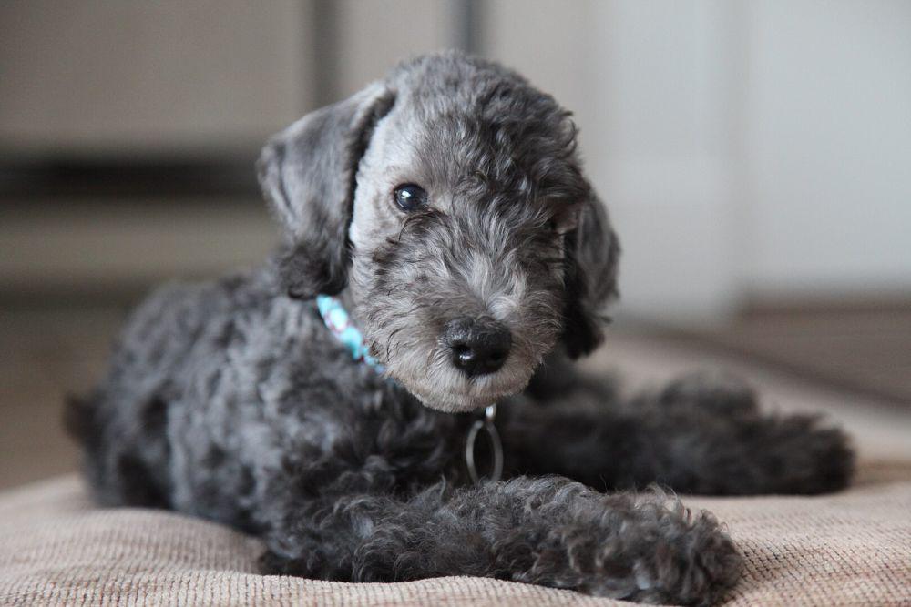 anak anjing Bedlington Terrier (commons.wikimedia.org/Elyssa Albert)