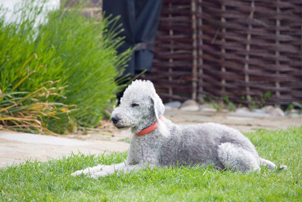 potret Bedlington Terrier yang mirip domba (publicdomainpictures.net/Karen Arnold)
