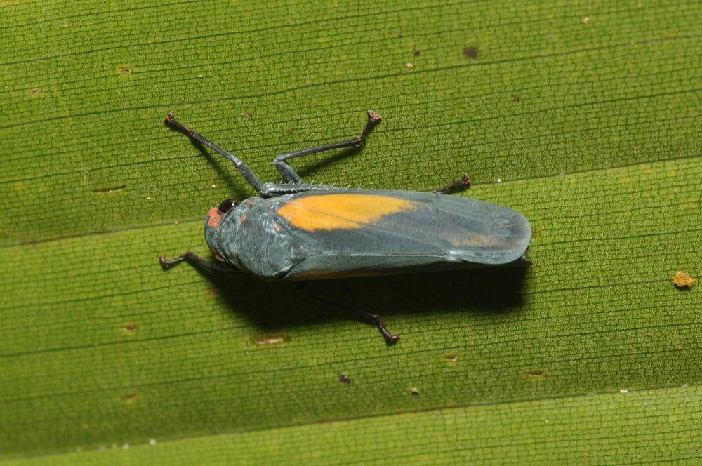 Leafhopper (commons.wikimedia.org/Pavel Kirillov)