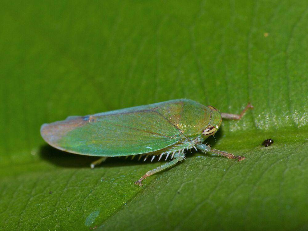Leafhopper (commons.wikimedia.org/Bernard DUPONT)