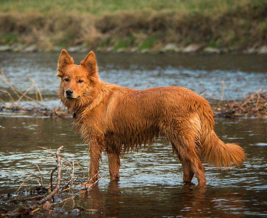 Anjing (commons.wikimedia.org/C voehr)