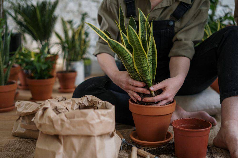 ilustrasi tanaman snake plant (pexels.com/cottonbro studio)
