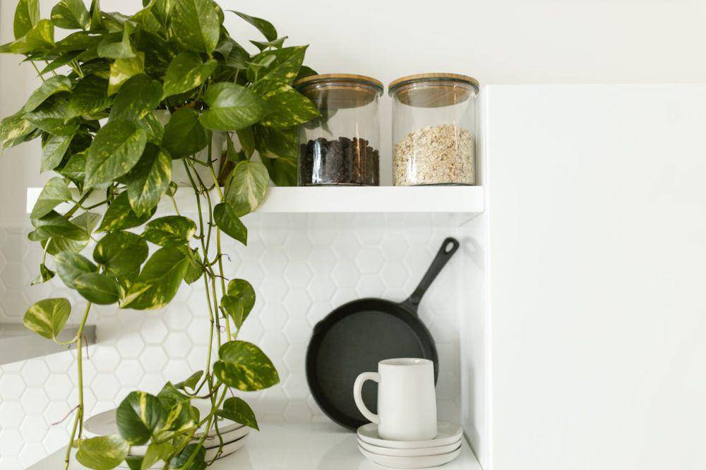 ilustrasi tanaman pothos (pexels.com/RDNE Stock project)