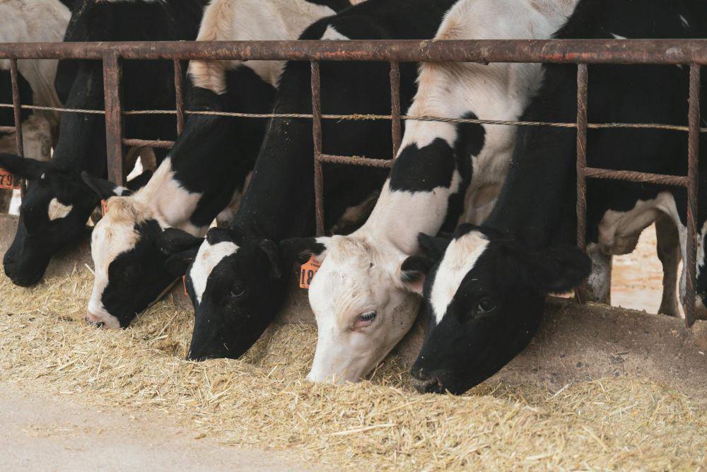 Jepang Temukan Cara Unik Ubah Kotoran Sapi Jadi Hidrogen