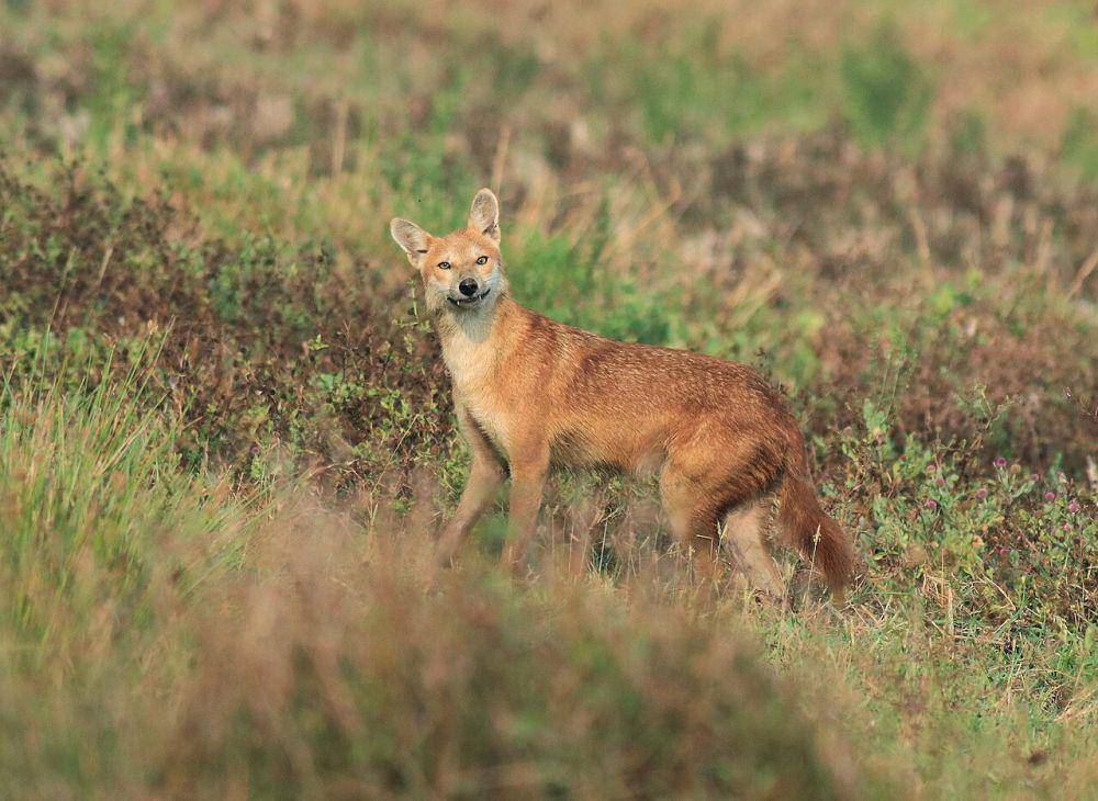 Jackal (commons.wikimedia.org/Afsar Nayakkan)